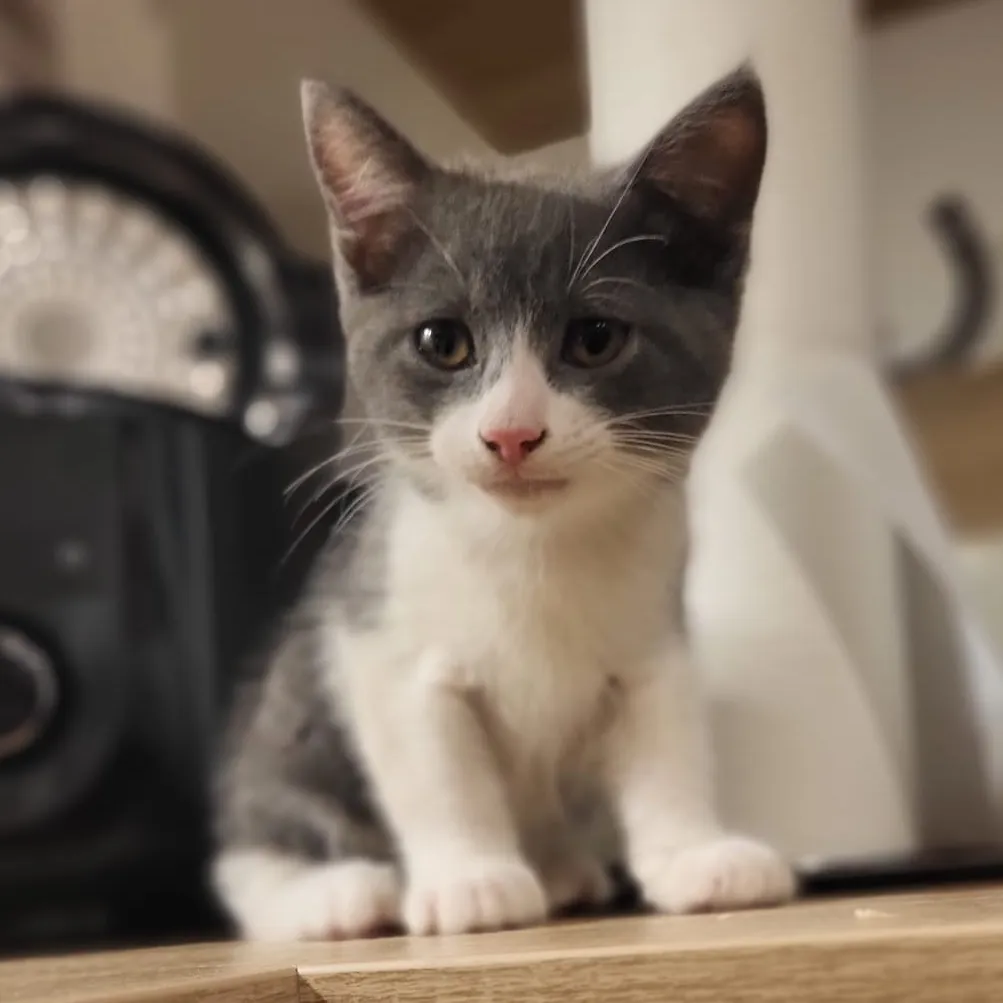 Photo de Shrek