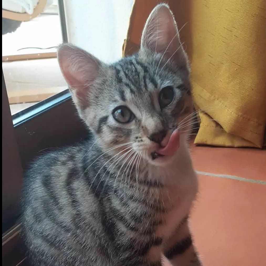 Photo de Petite biscotte